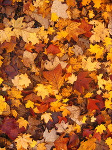Herfst