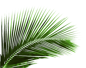 Palmpasen